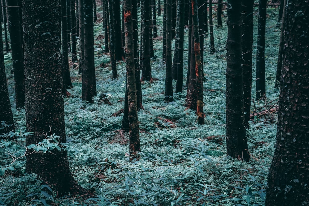 green trees surrounded by plants during daytime