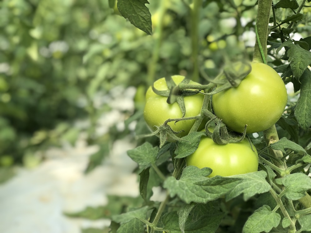 macro photography of green tomatoes