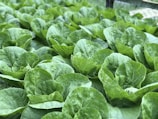 closeup photo of green leafed plant