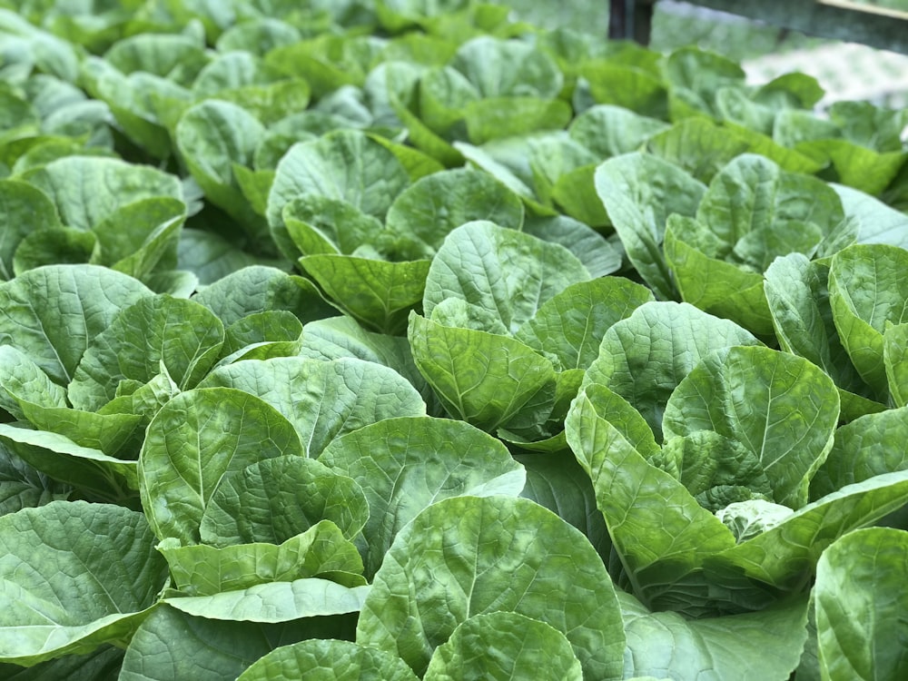 Foto de primer plano de planta de hojas verdes