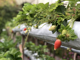 Rows of healthy fruit plants growing in a well-maintained greenhouse environment