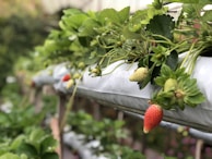 Rows of potted fruit plants lined up in a sunlit greenhouse.