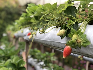 A farmer inspecting fresh strawberries in a neat, modern greenhouse.