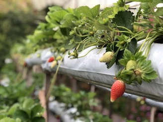 Rows of potted fruit plants lined up in a sunlit greenhouse.