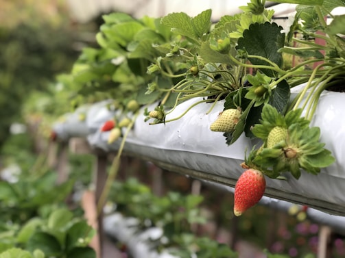 Close-up of ripe strawberries growing in a hydroponic system inside a sleek greenhouse.
