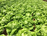 A vibrant field of fresh vegetables ready for harvest.