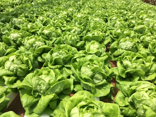 A bright hydroponic greenhouse filled with rows of vibrant green Salanova® lettuce plants.
