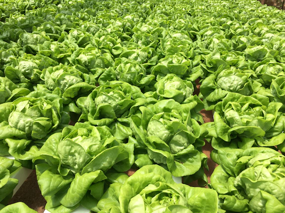 Sunlit rows of vibrant green lettuce growing in rich soil under a clear blue sky.