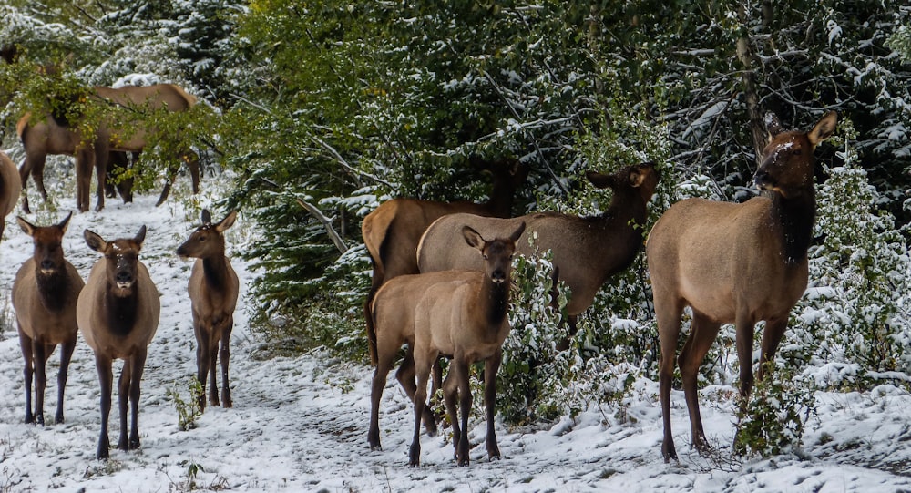 group of horses