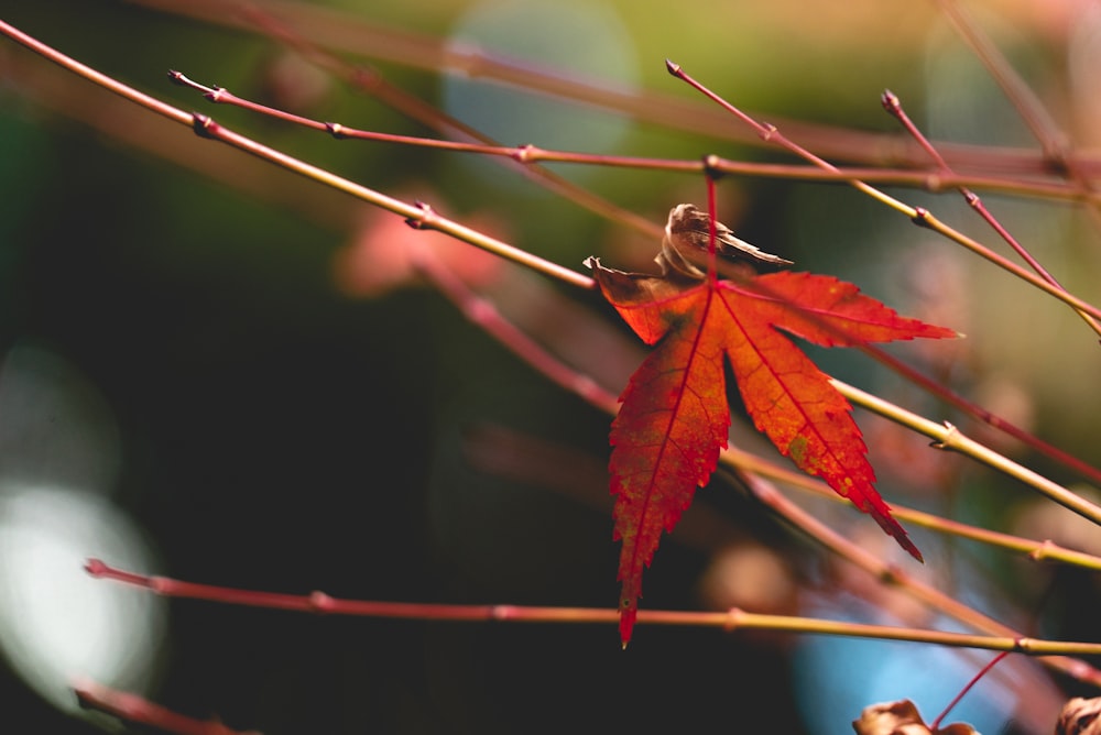 red leaf in bokeh photography