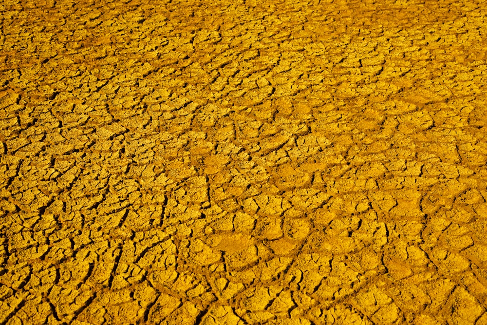 dried floor