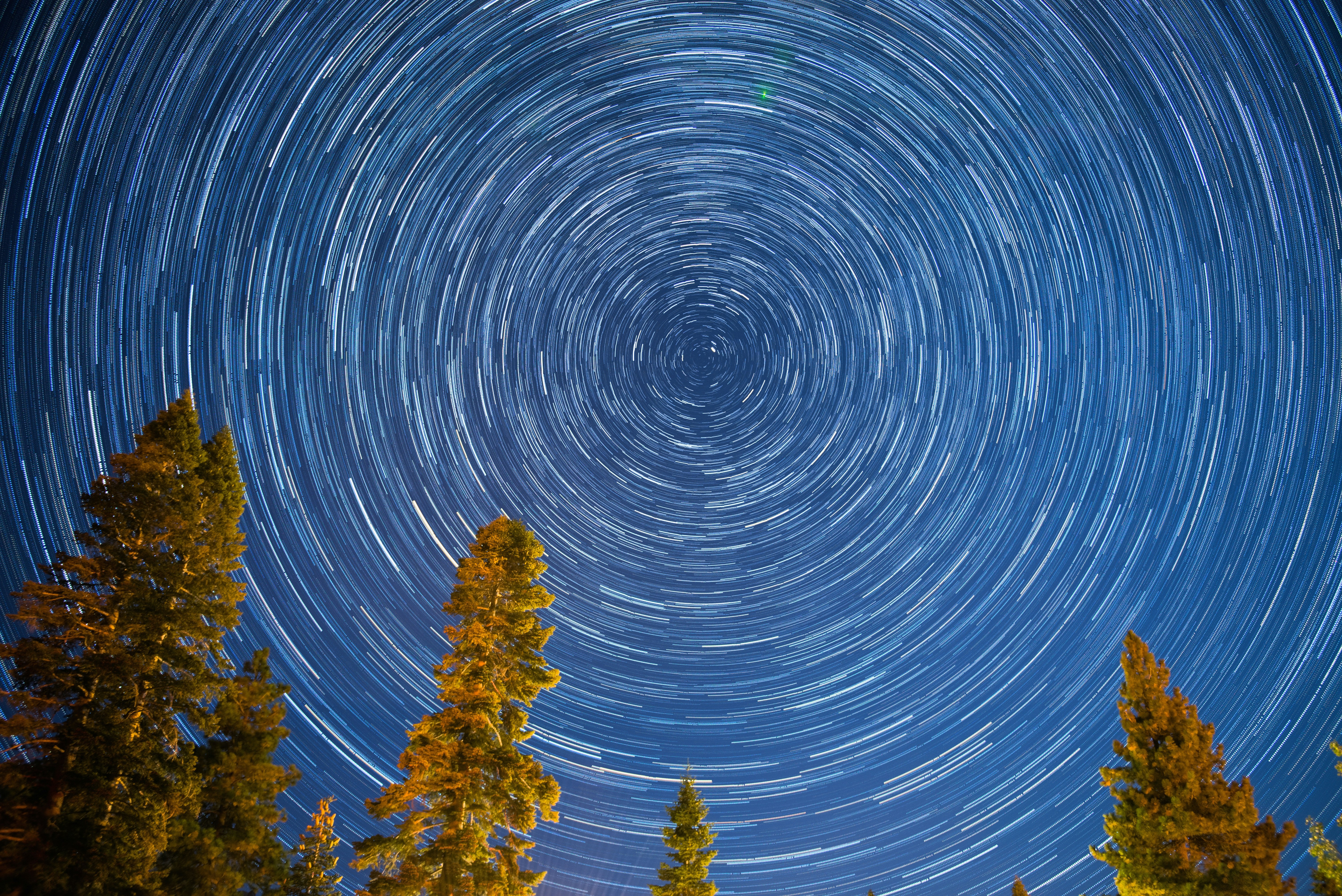 茶色の葉の木のイラスト