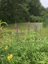 A serene garden pond surrounded by lush greenery and colorful flowers.
