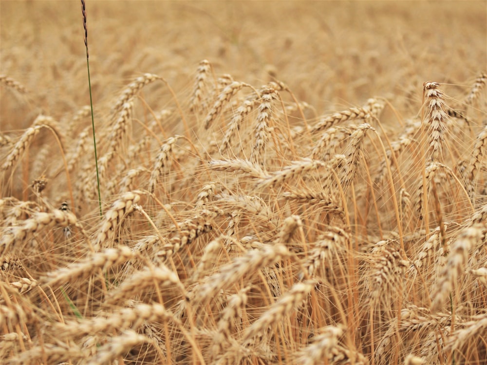 Foto de primer plano del campo de trigo