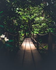 brown wooden pathway