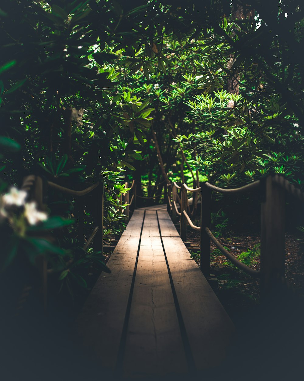 brown wooden pathway