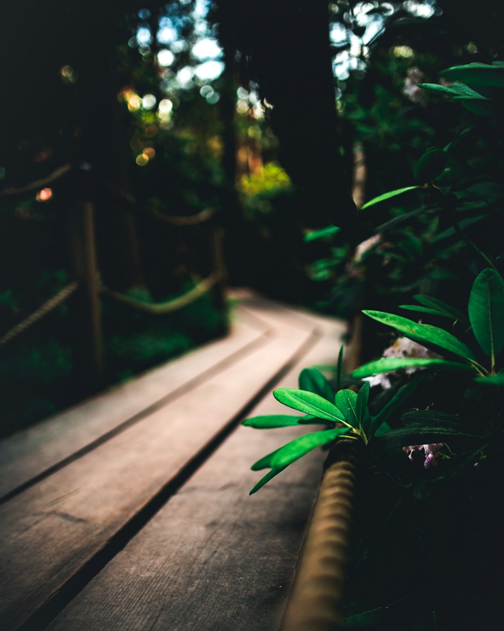 green leafed plant