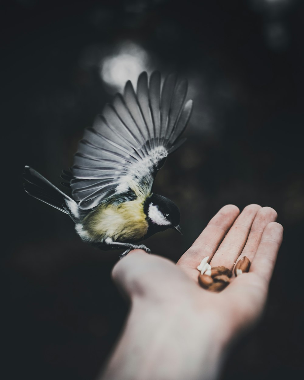 yellow and black bird