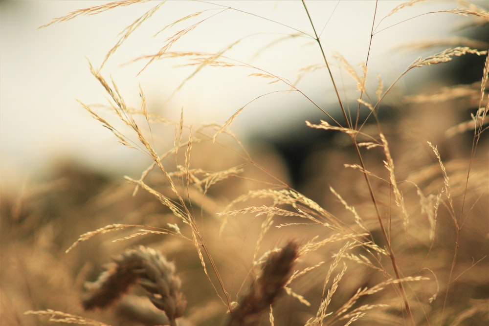 selective focus photography of wheat plant