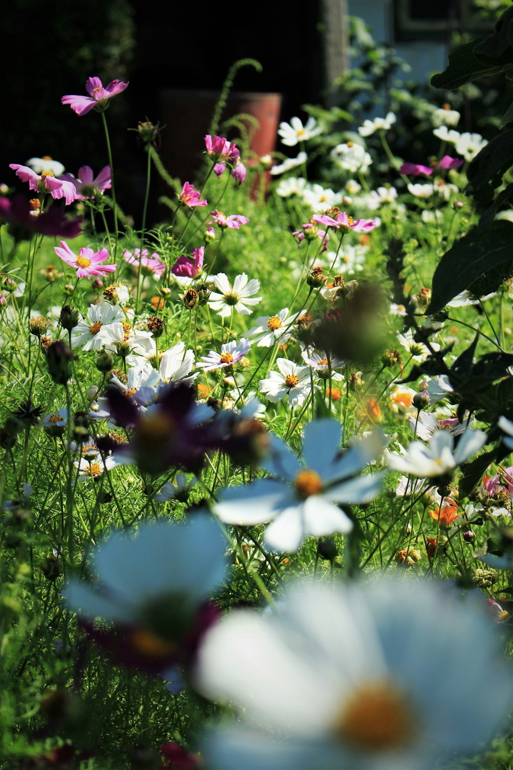 white and purple cosmos flowers