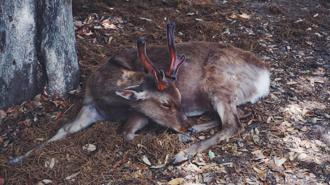 Wildlife photo spot Nara Park Rokkosan Pasture