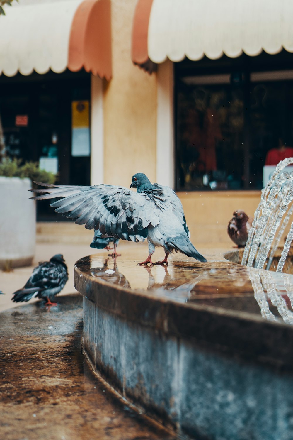 Diversi piccioni accanto alla fontana d'acqua all'aperto