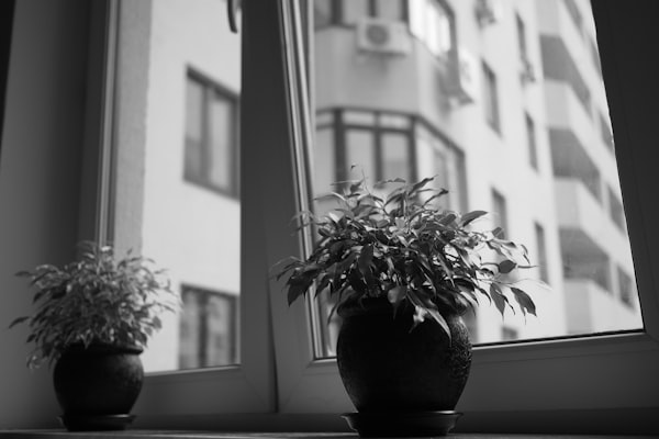 a plant by a window (and reflected in a window) in an urban setting