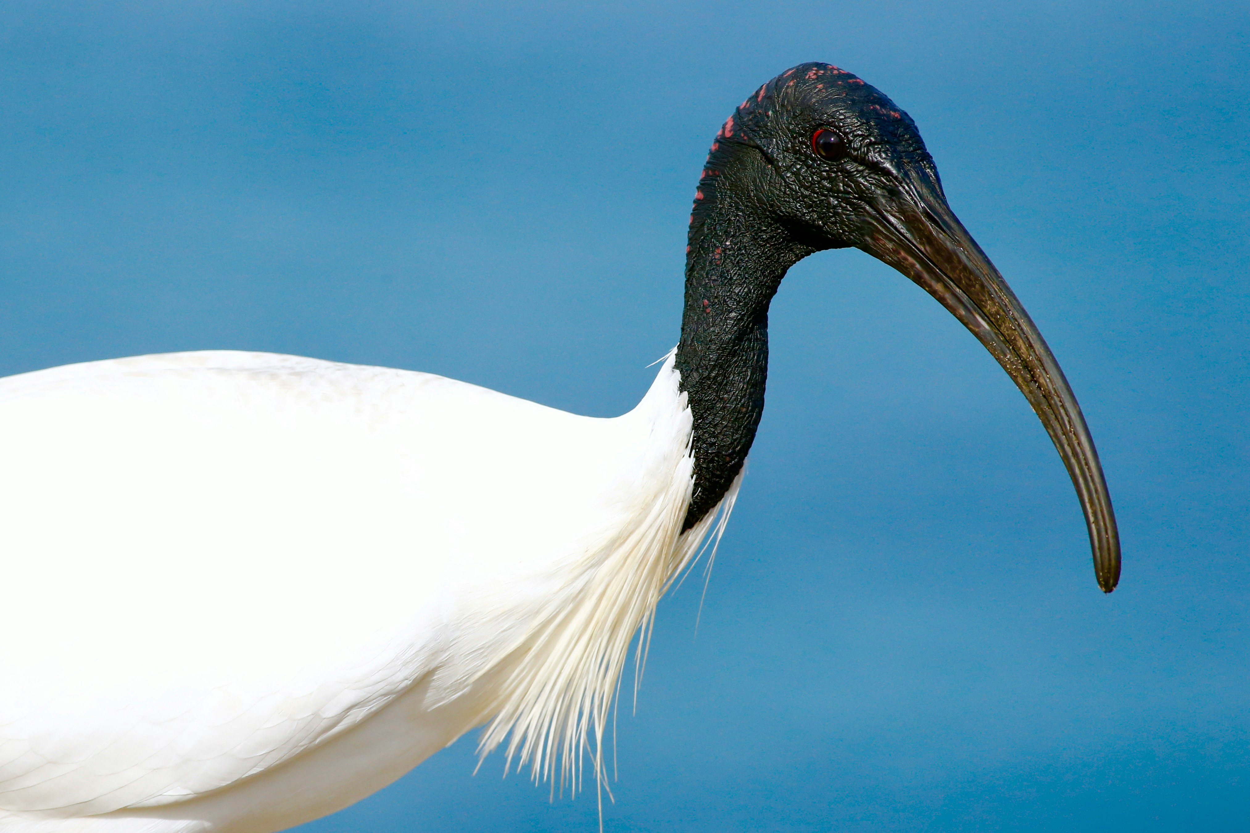 white and black bird