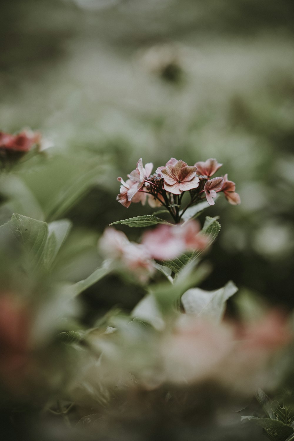 shallow focus photo of pink flowers