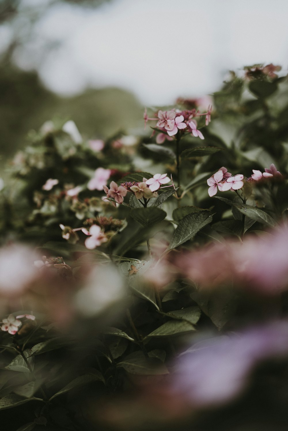 green and purple petaled flower