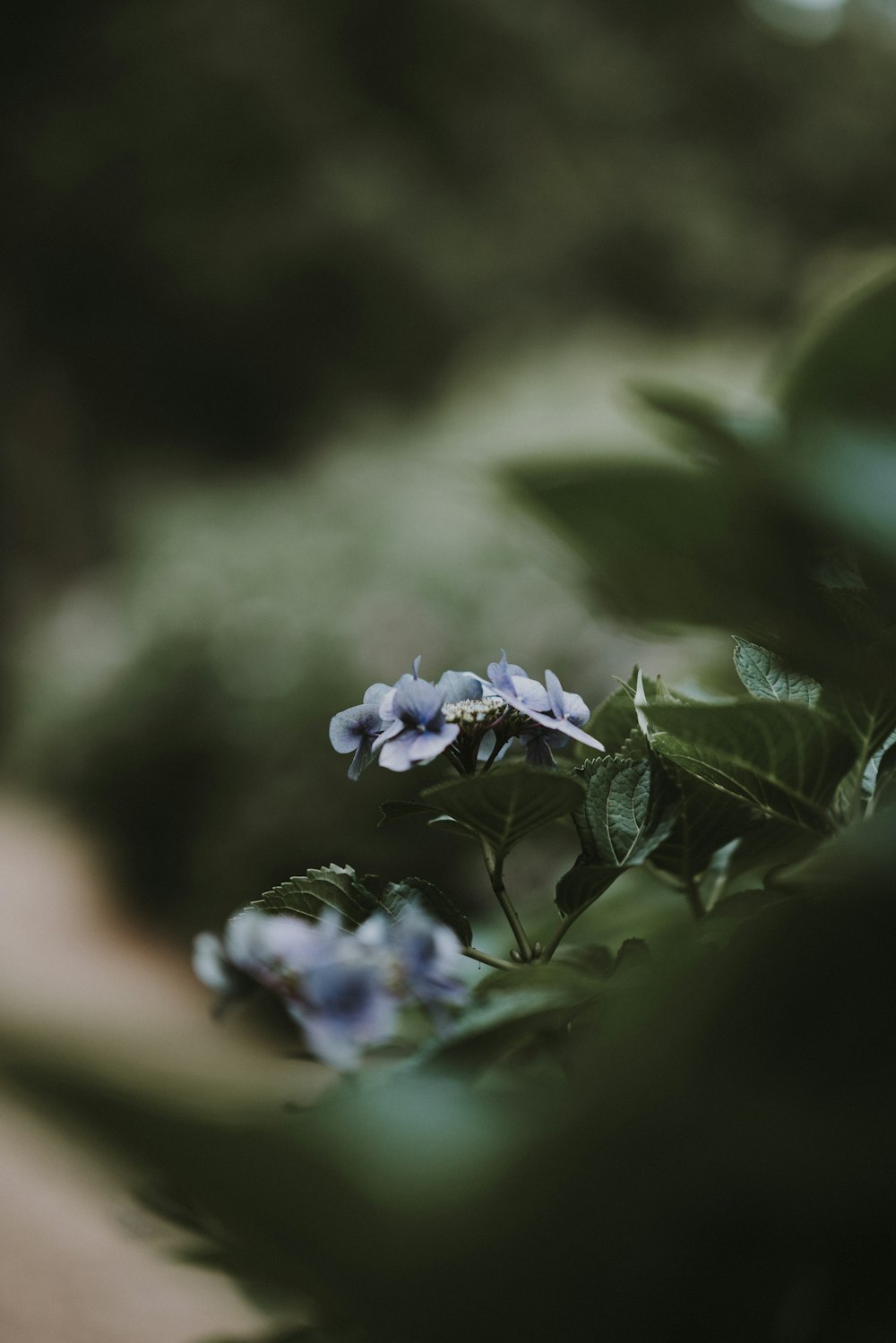 selective focus photography of purple flowers at daytime