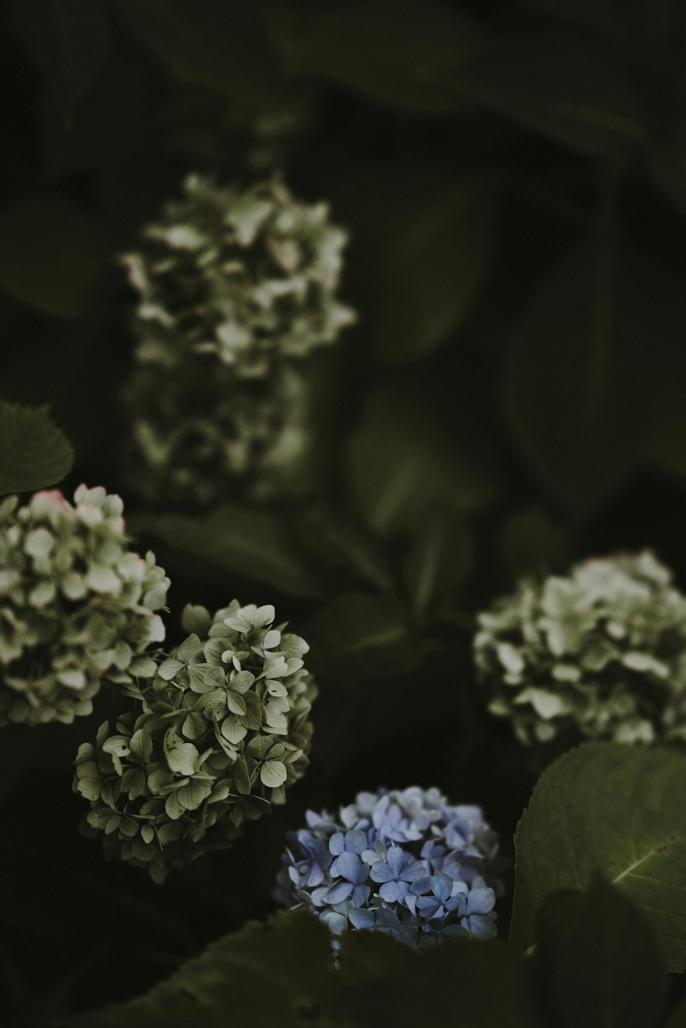 closeup photo of blue and green cluster flowers