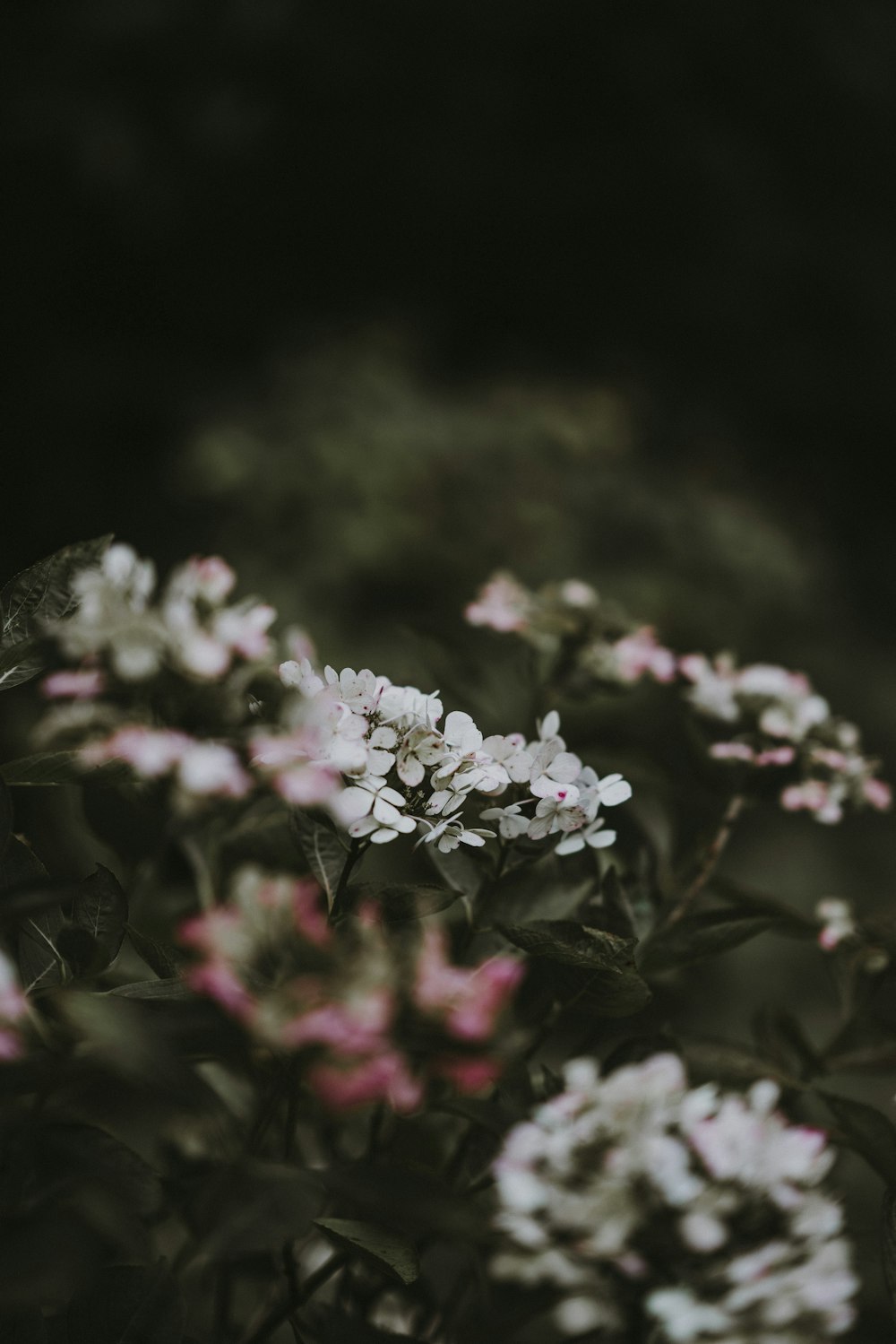 tilt photography of white petaled flowers
