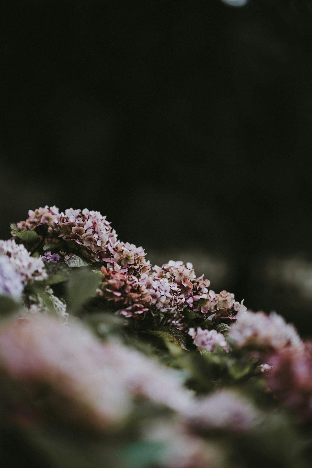 Un primer plano de un ramo de flores