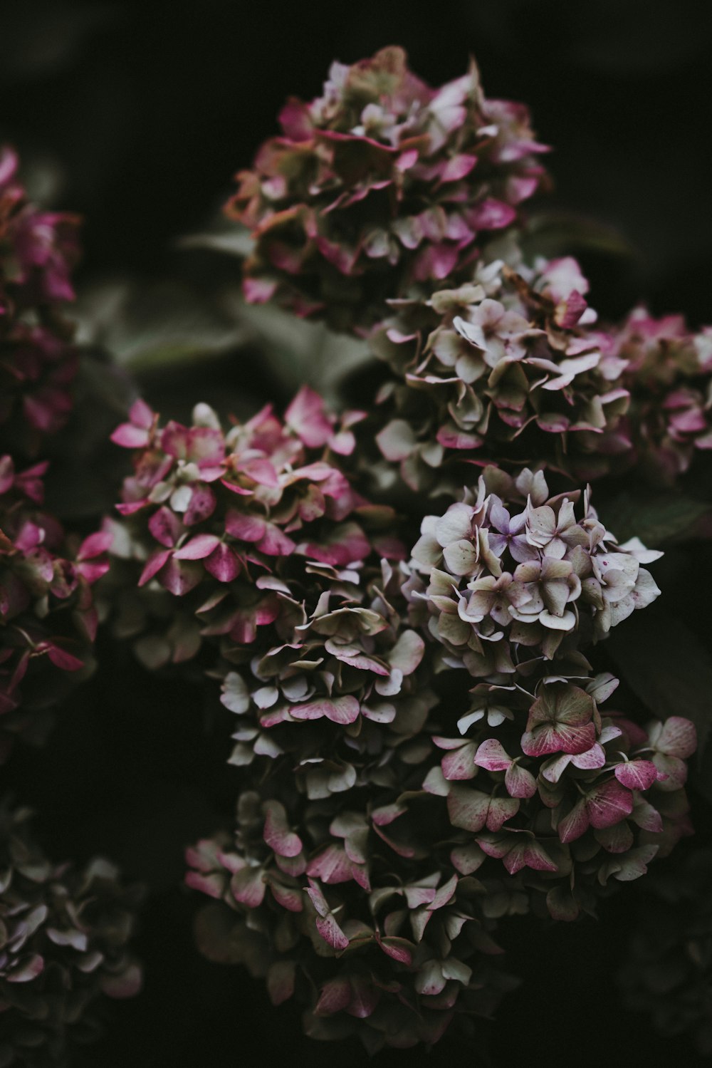 shallow focus photography of purple ixora coccinea