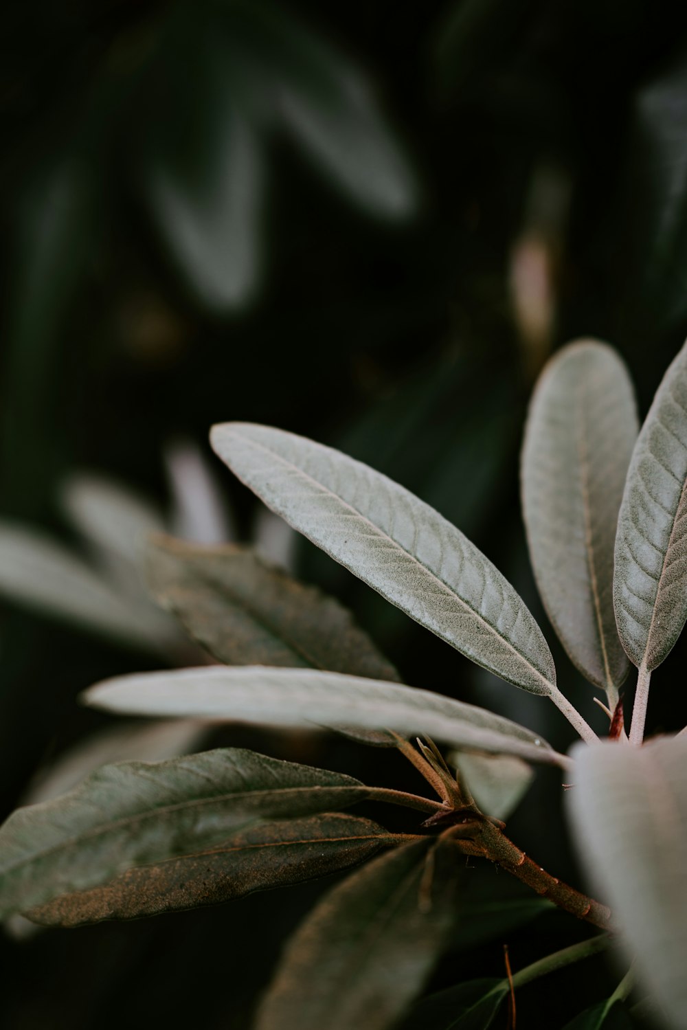 green leaf plant