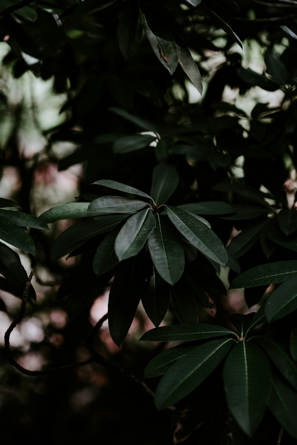 fotografia de foco raso de folhas