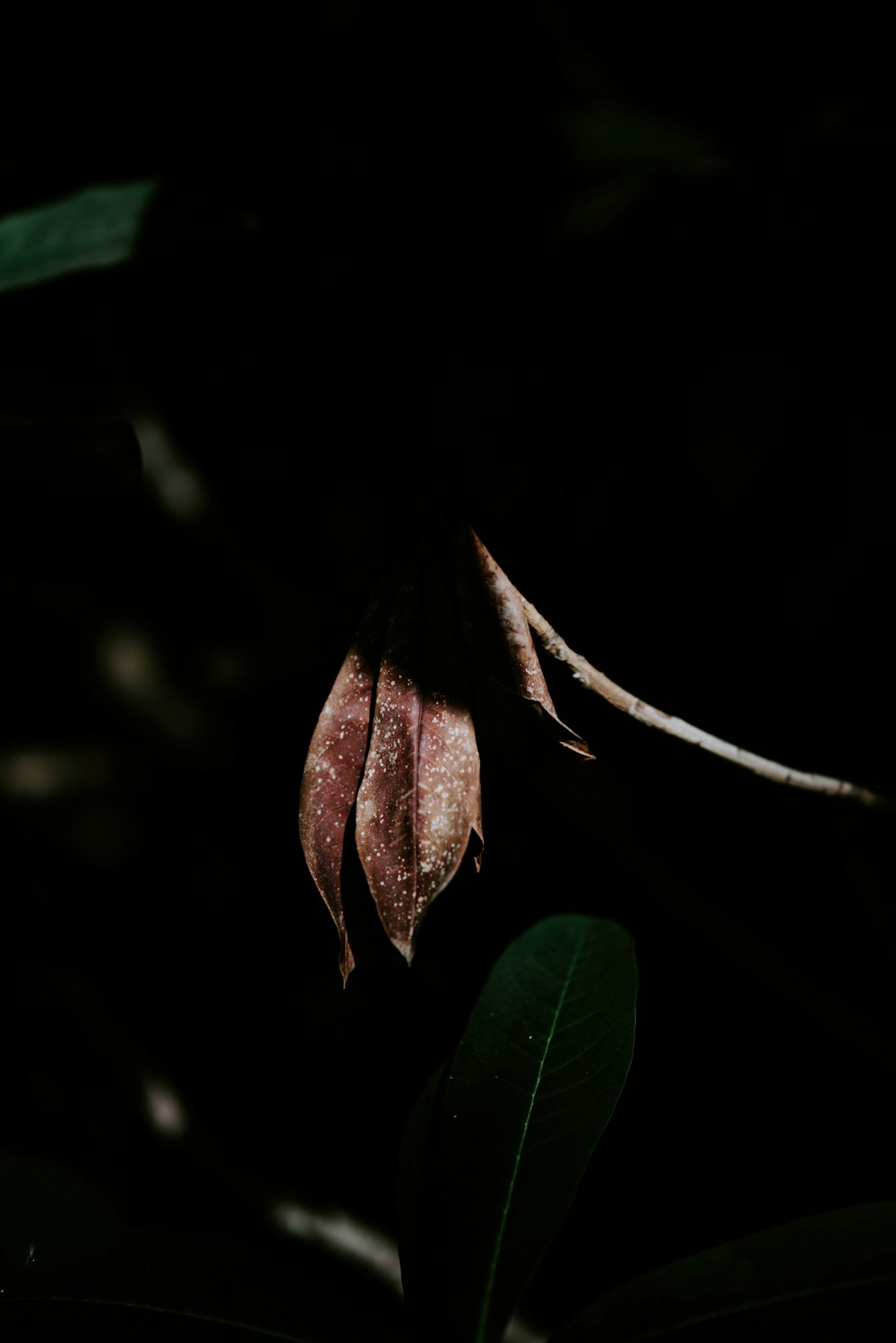 green leafed plant