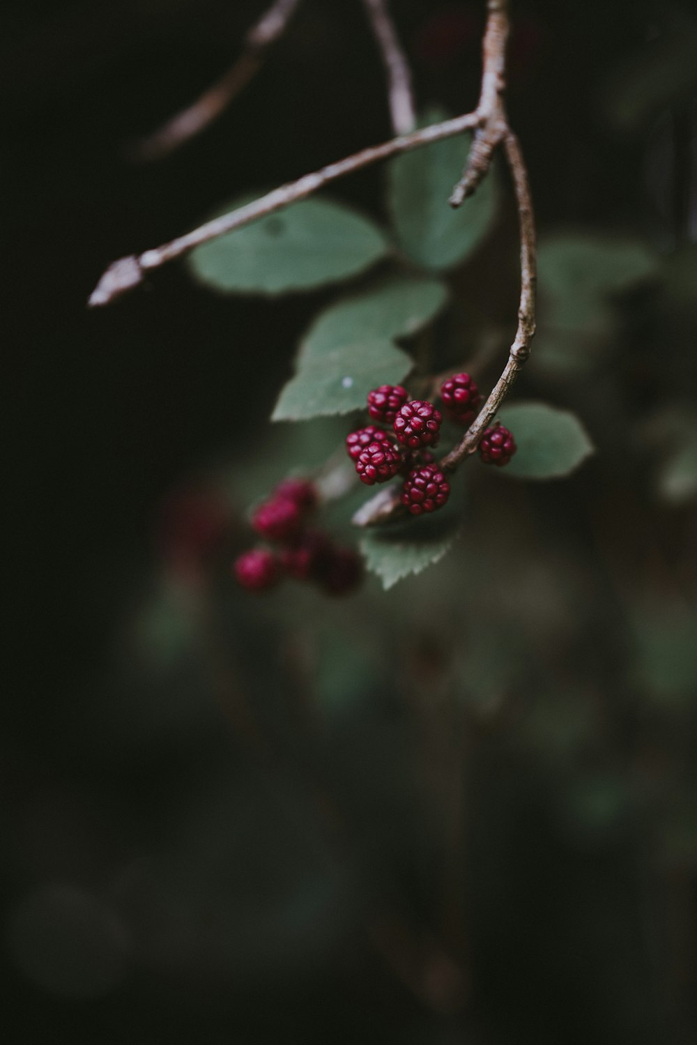 red fruit and leaf