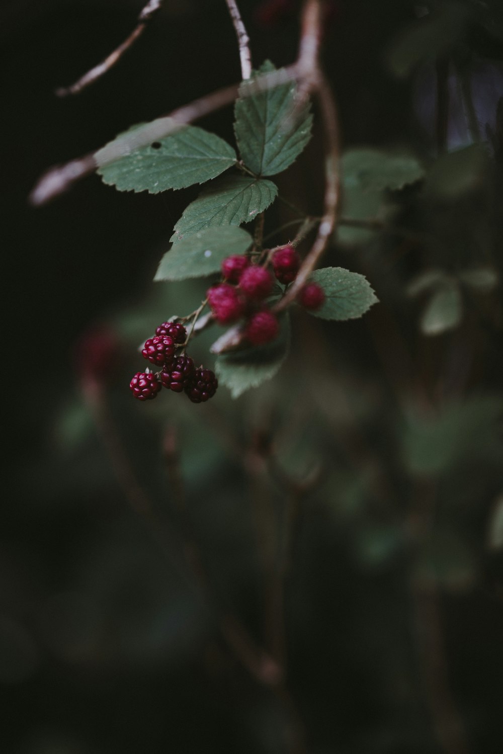 shallow focus red berries