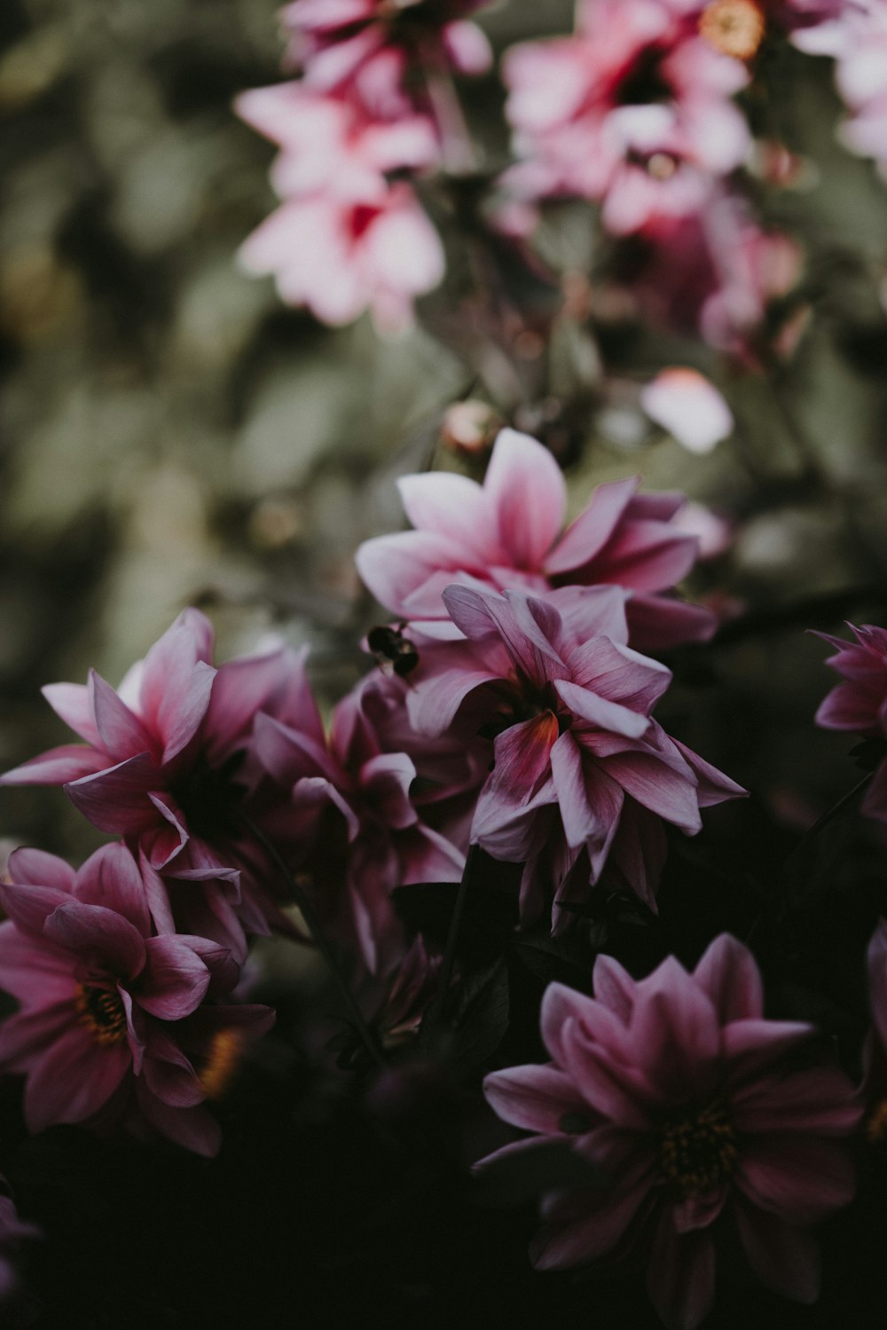 pink flowers