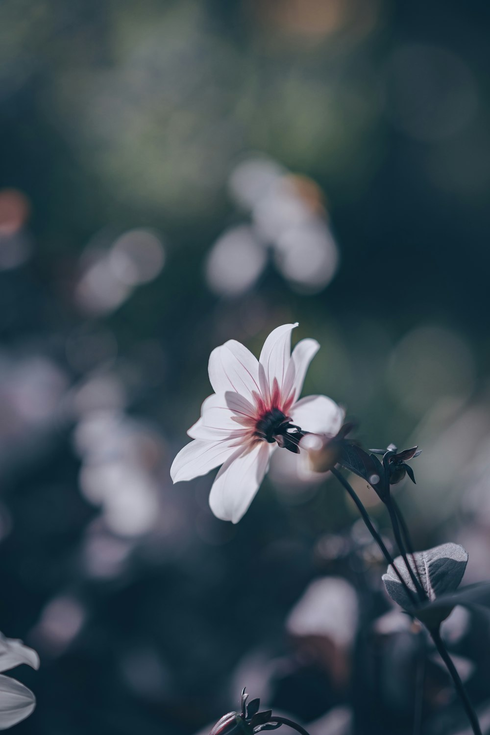 selective focus photography of white and pink petaled flower