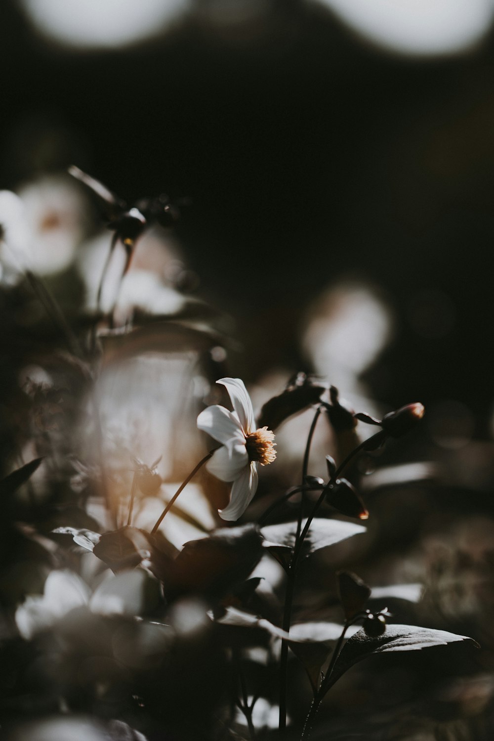 focus photography of white petaled flower