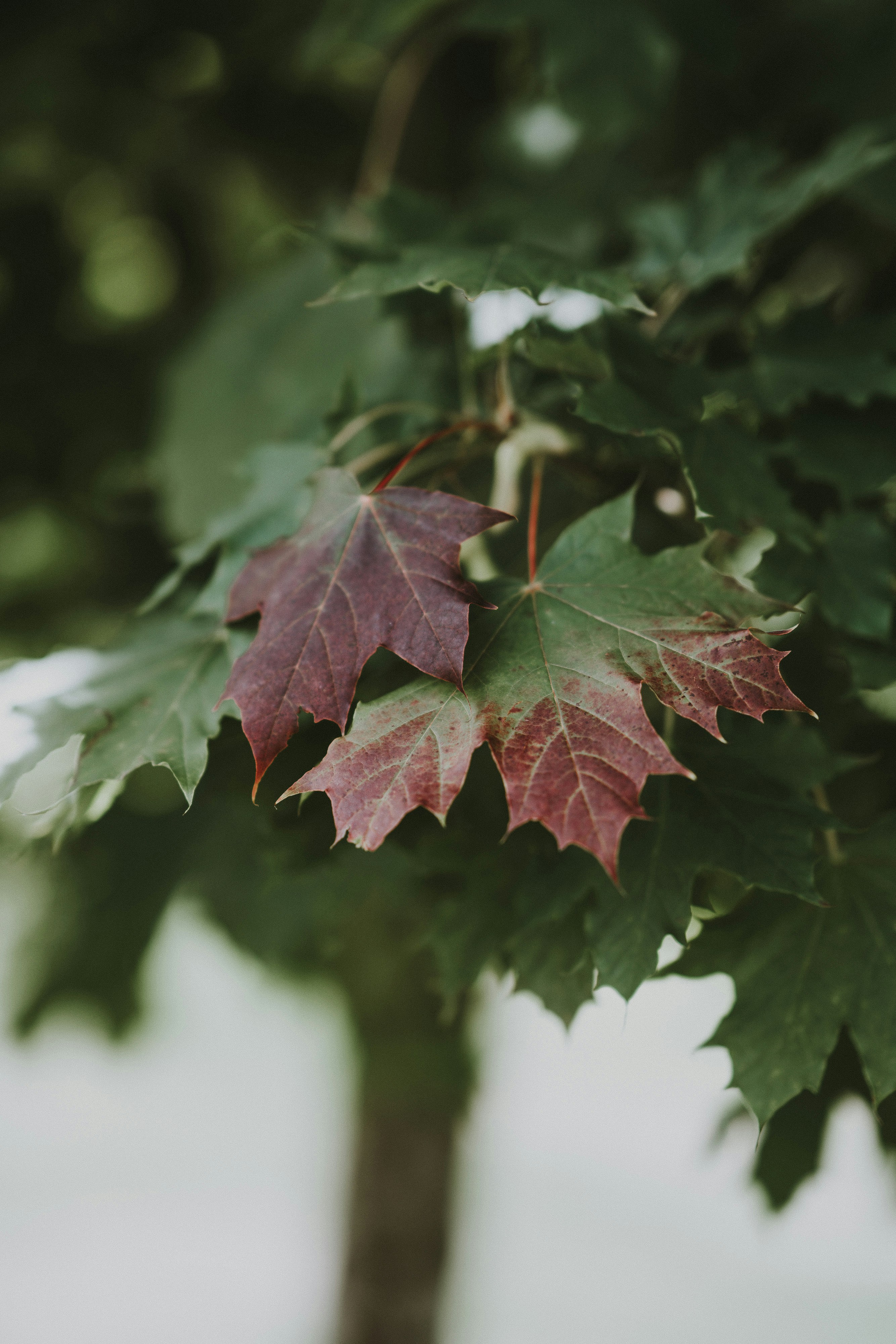 Photo by anniespratt