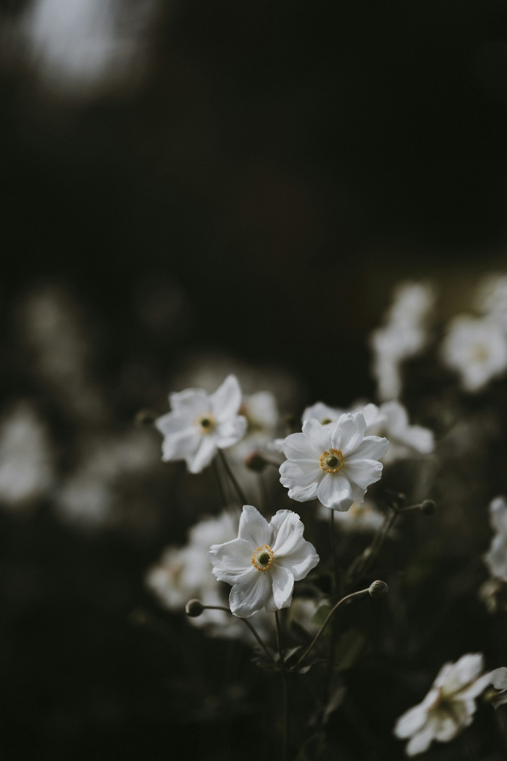 Flacher Fokus weißer Blüten