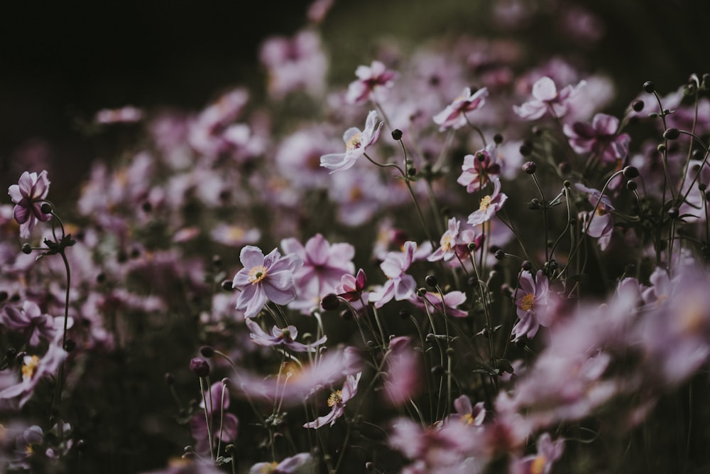 Rosa Anemone blüht tagsüber