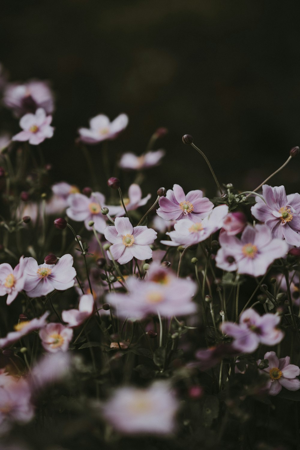 white and purple petaled flowers