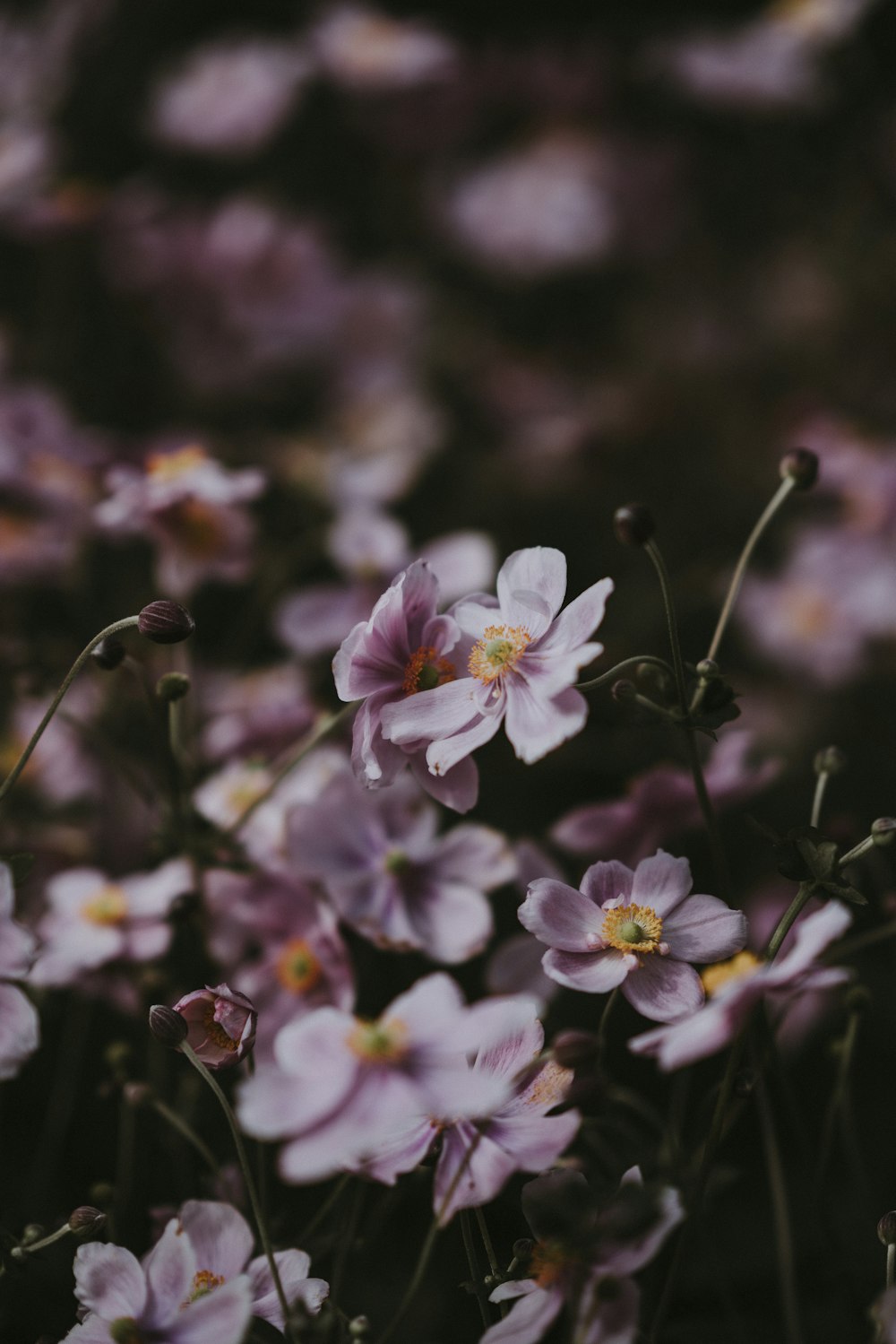 selective focus photography of pink petaled flowers in bloom