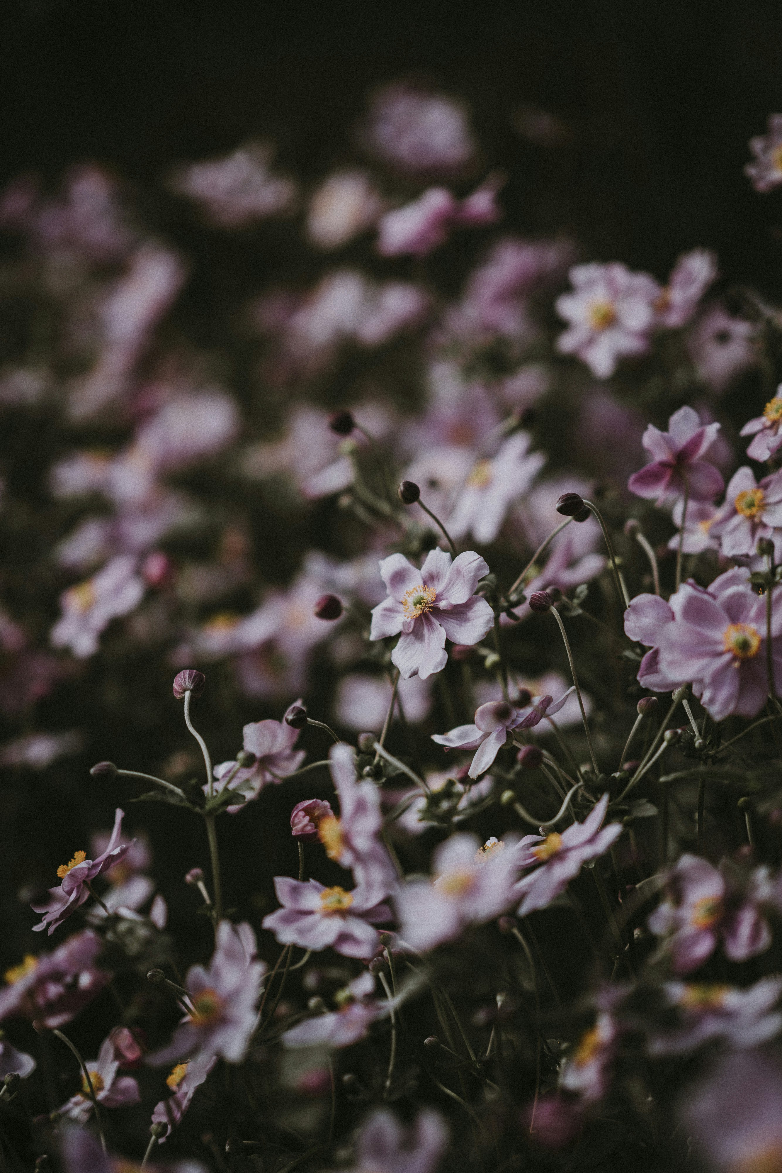 Selective Focus Photography Of Pink Petaled Flowers Photo Free Grey Image On Unsplash