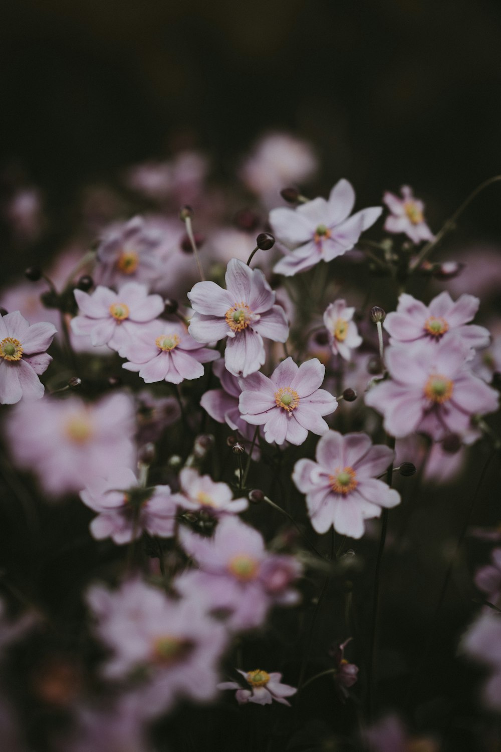 white petaled flowers